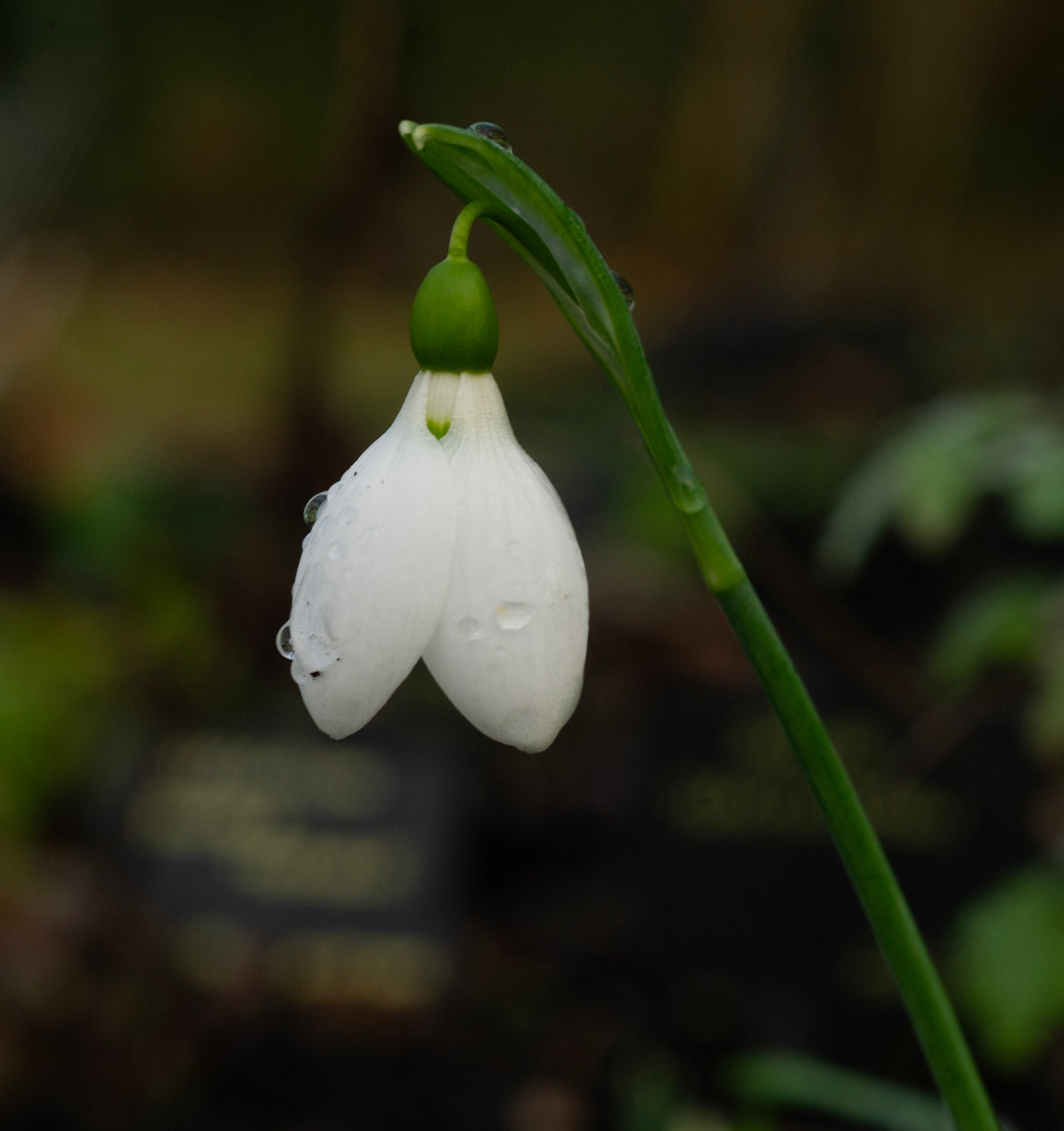 Galanthus elwesii 'Zwanenburg' snowdrop – photo 5