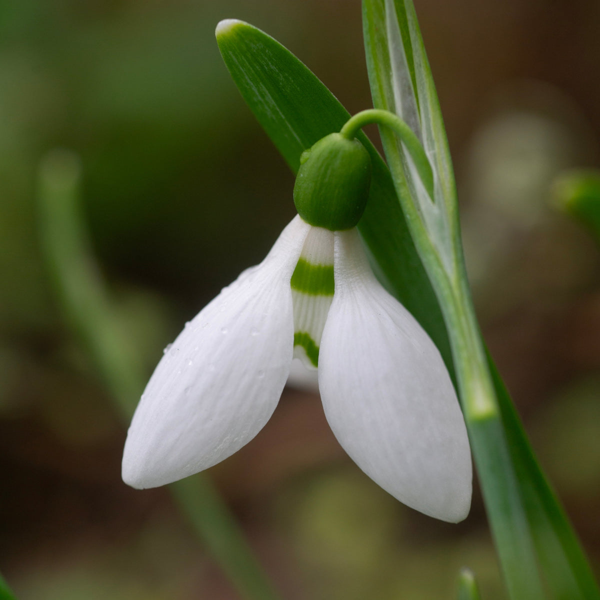 Galanthus elwesii 'Zwanenburg' snowdrop flower