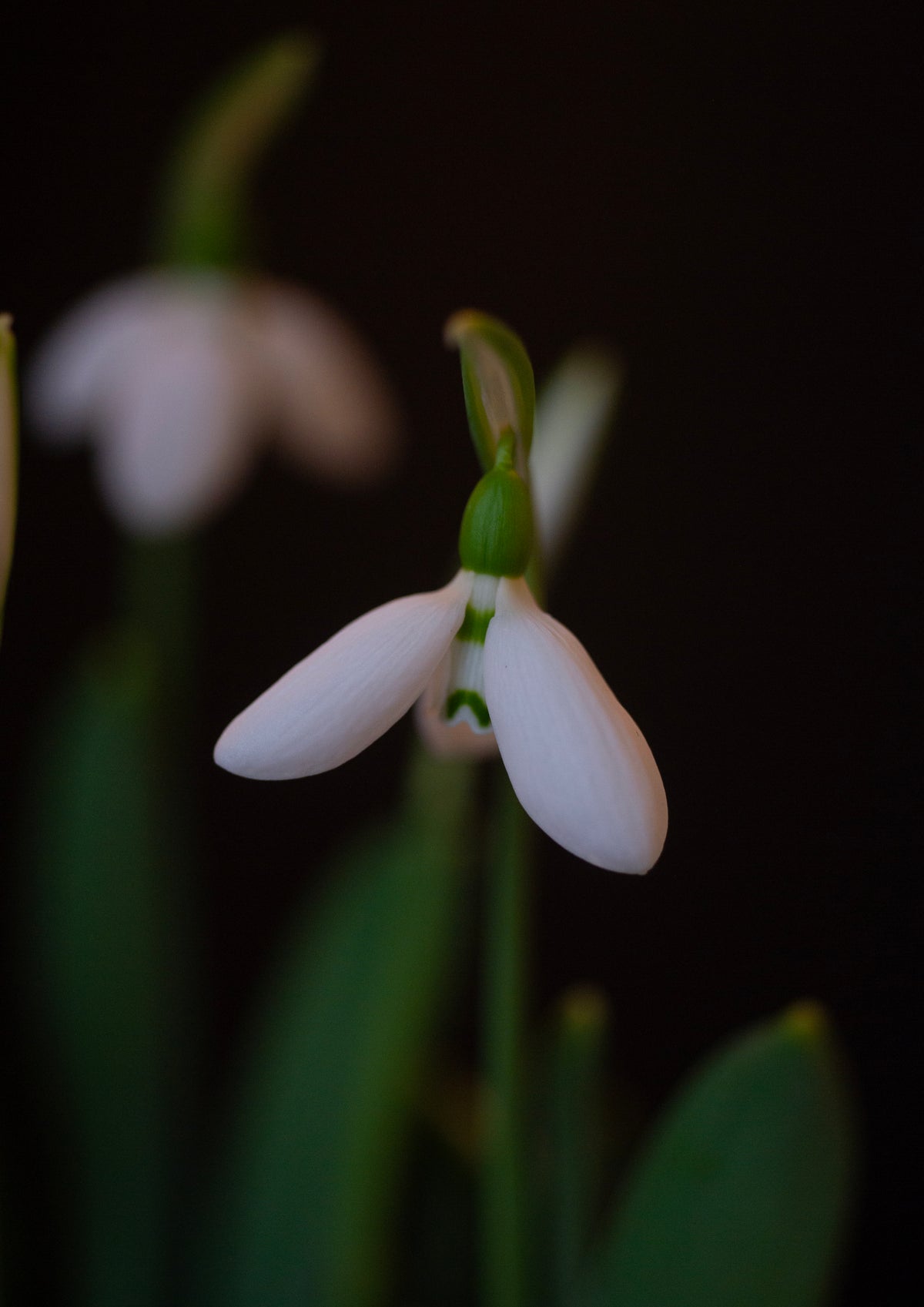 Galanthus elwesii 'Zwanenburg' snowdrop – photo 3