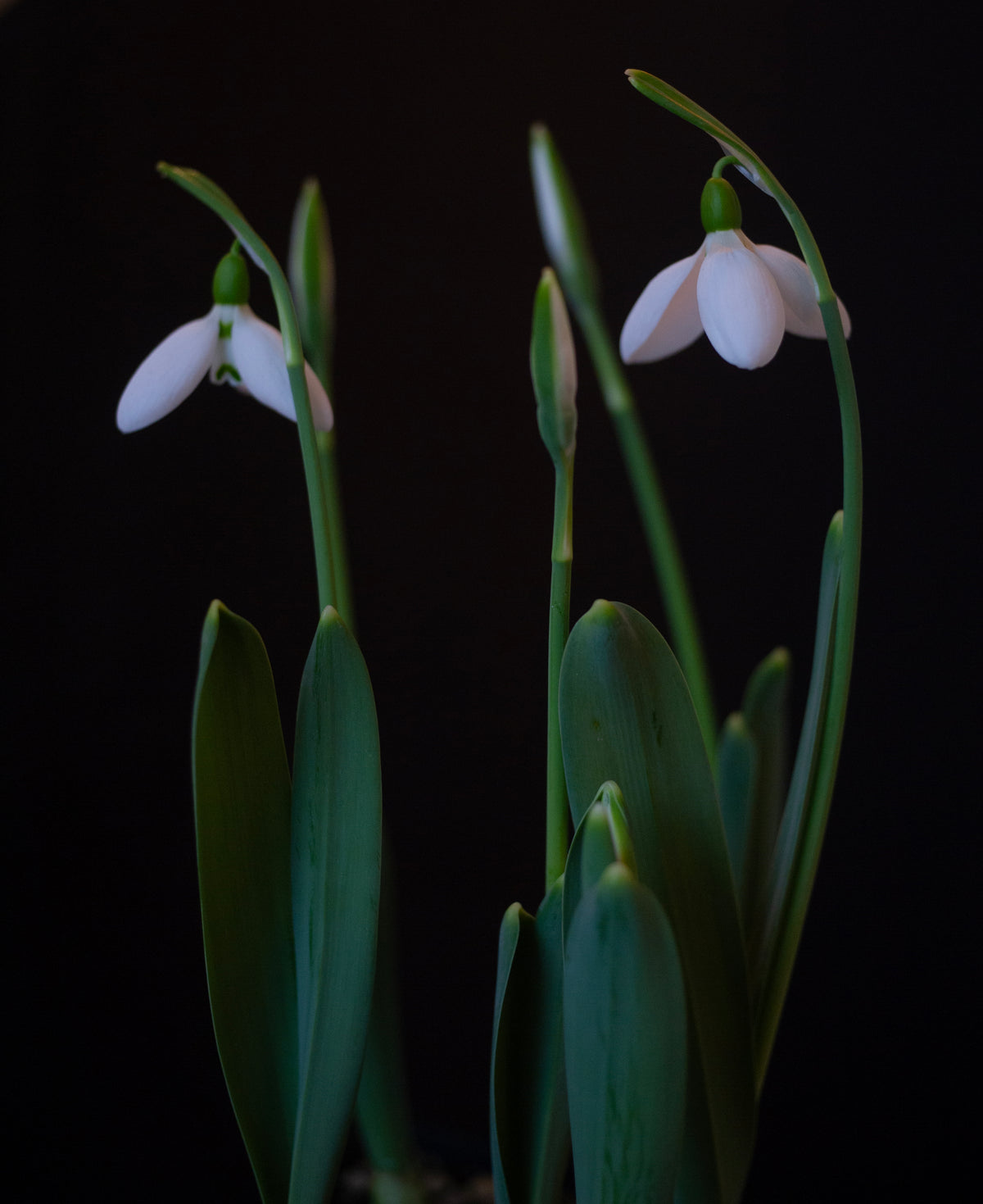 Galanthus elwesii 'Zwanenburg' snowdrop – photo 2