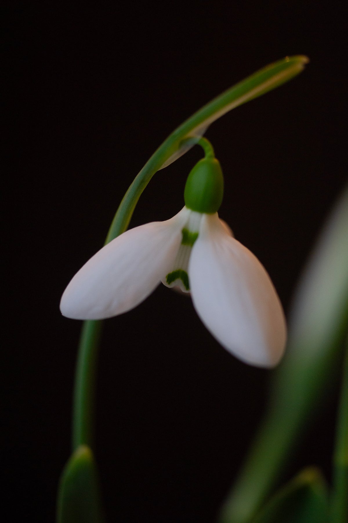 Galanthus elwesii 'Zwanenburg' snowdrop – photo 4