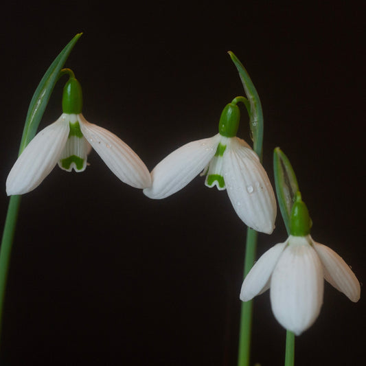 Galanthus bursanus 'Alpha Anna's Protege' snowdrop flower