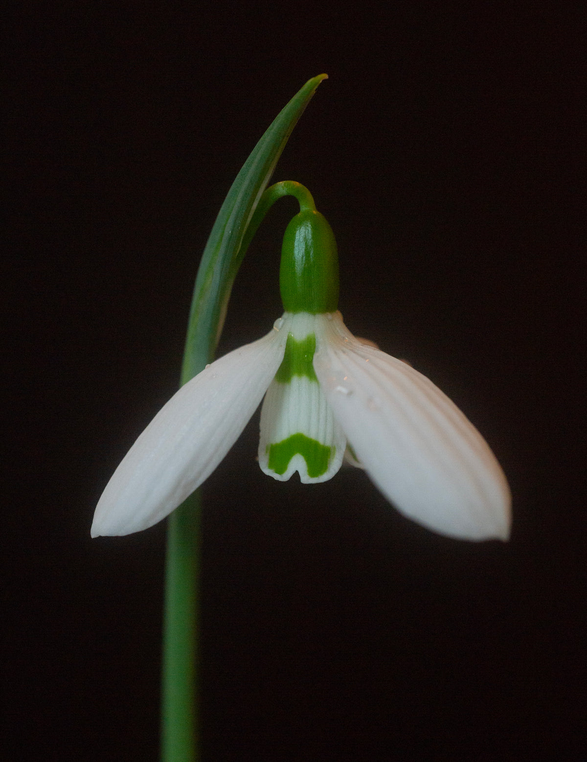 Galanthus bursanus 'Alpha Anna's Protege' snowdrop – photo 2