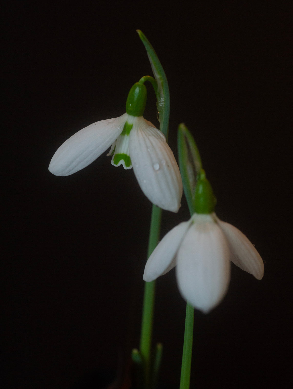 Galanthus bursanus 'Alpha Anna's Protege' snowdrop – photo 6