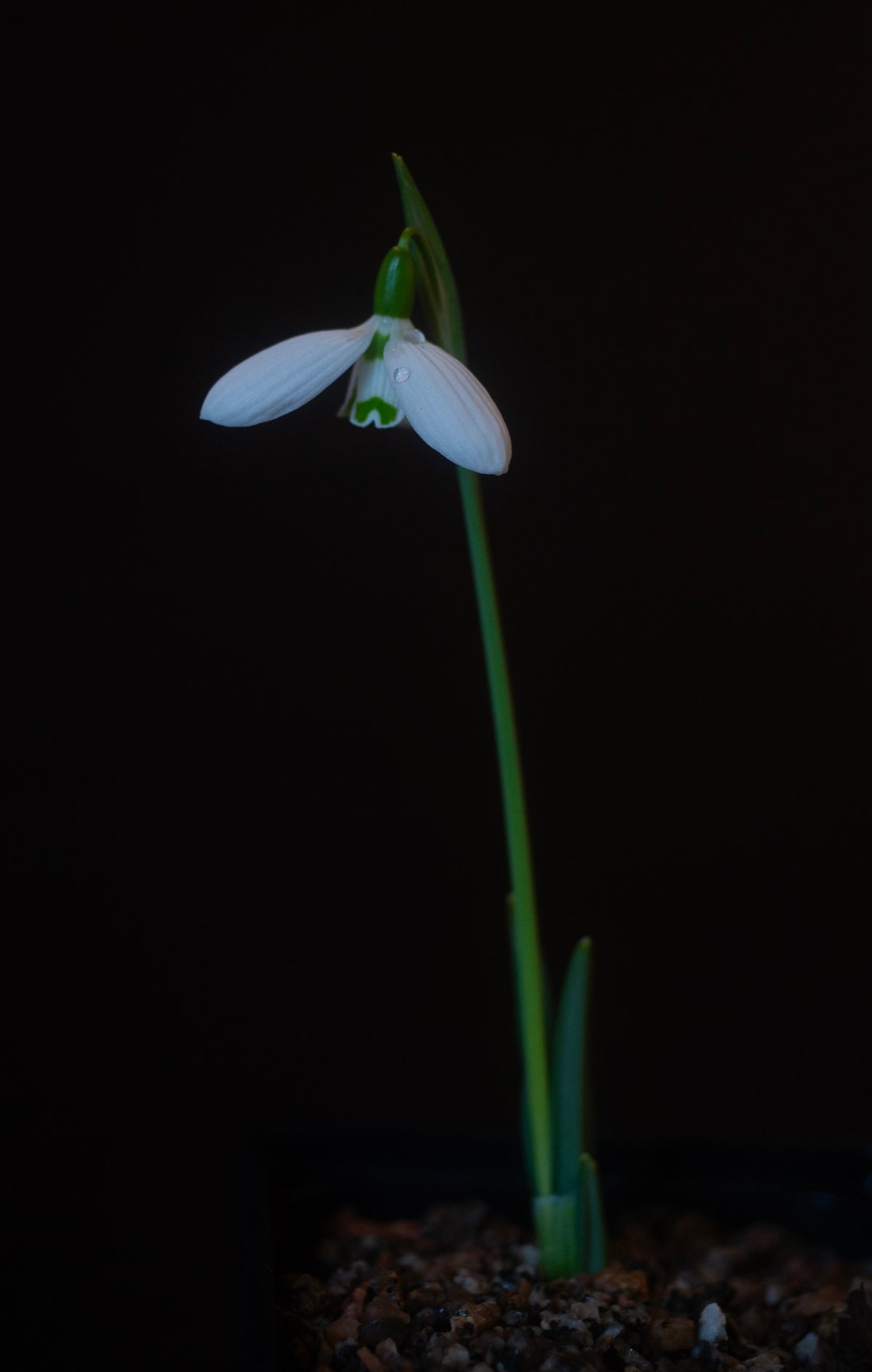 Galanthus bursanus 'Alpha Anna's Protege' snowdrop – photo 5