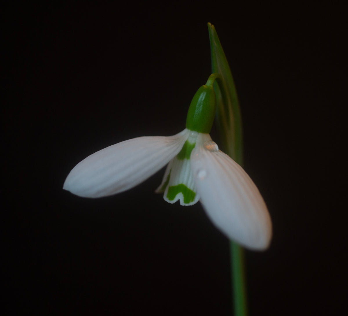 Galanthus bursanus 'Alpha Anna's Protege' snowdrop – photo 4