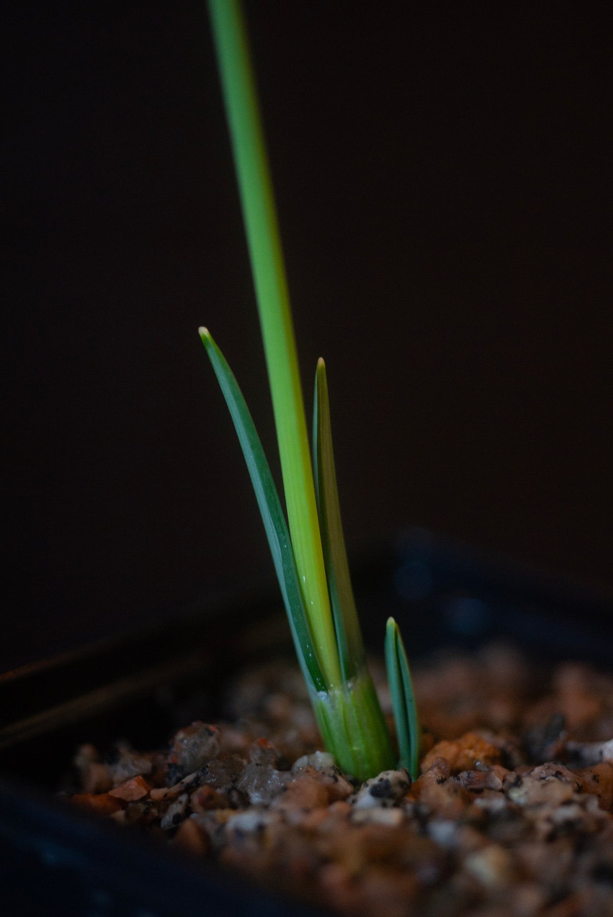 Galanthus bursanus 'Alpha Anna's Protege' snowdrop – photo 3