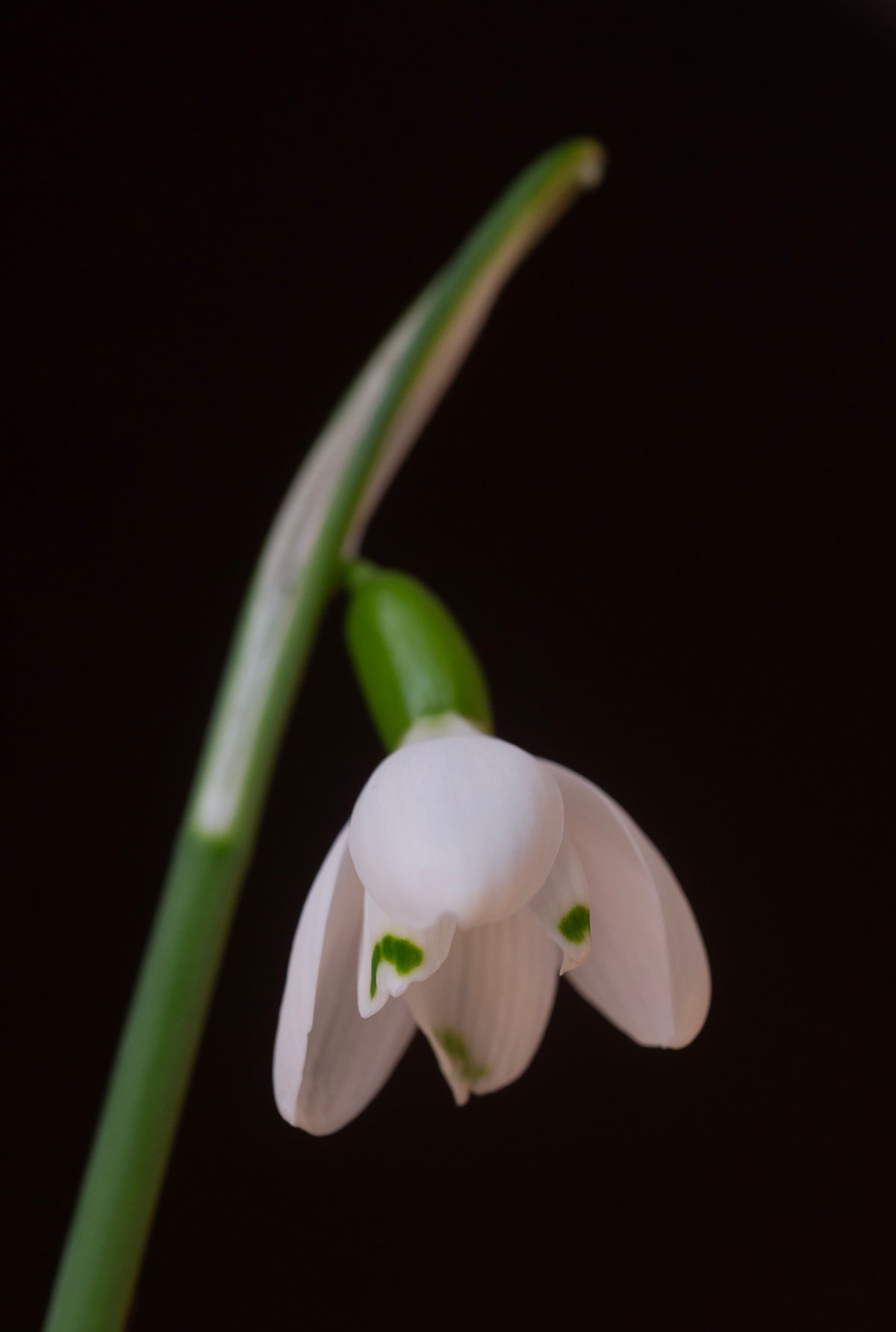 Galanthus bursanus 'Alpha Tutelar'