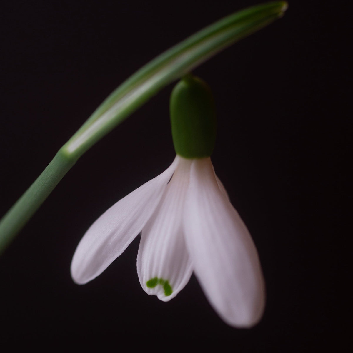 Galanthus bursanus 'Alpha Tutelar'