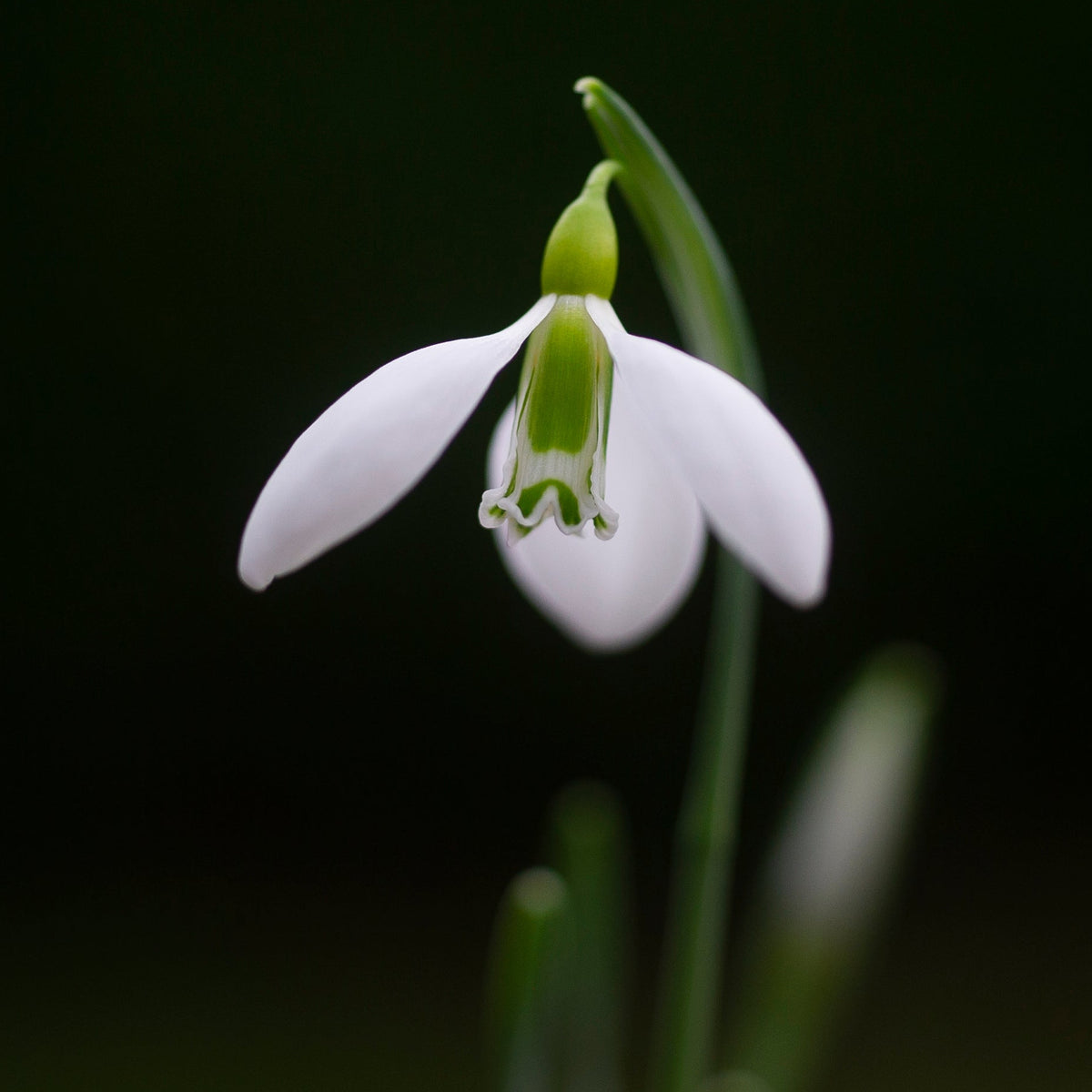 Galanthus gracilis 'Highdown' snowdrop flower