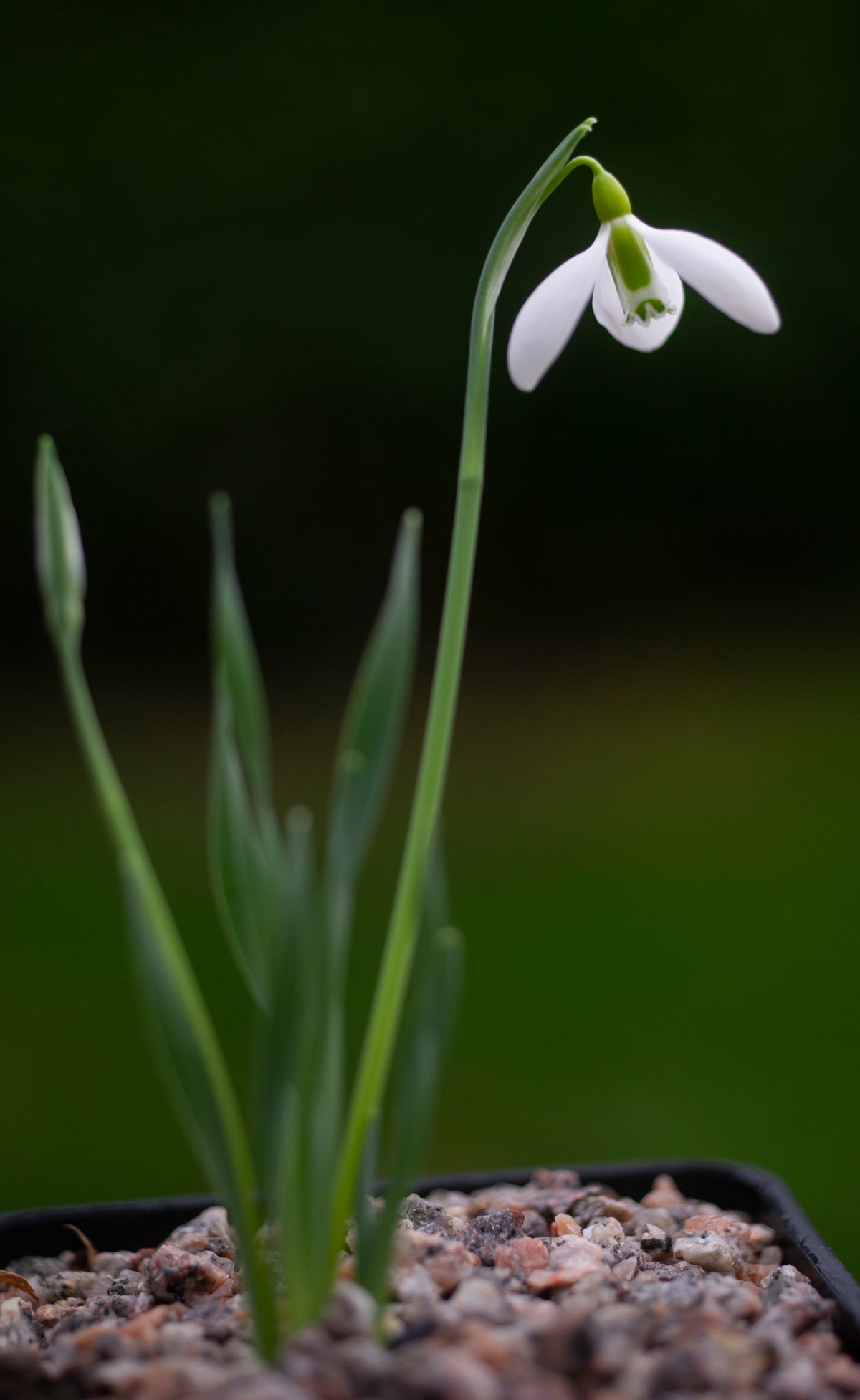Galanthus gracilis 'Highdown' snowdrop – photo 2