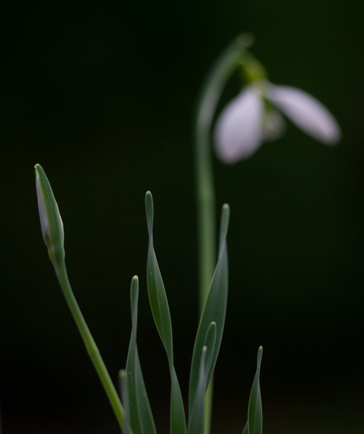 Galanthus gracilis 'Highdown' snowdrop – photo 3