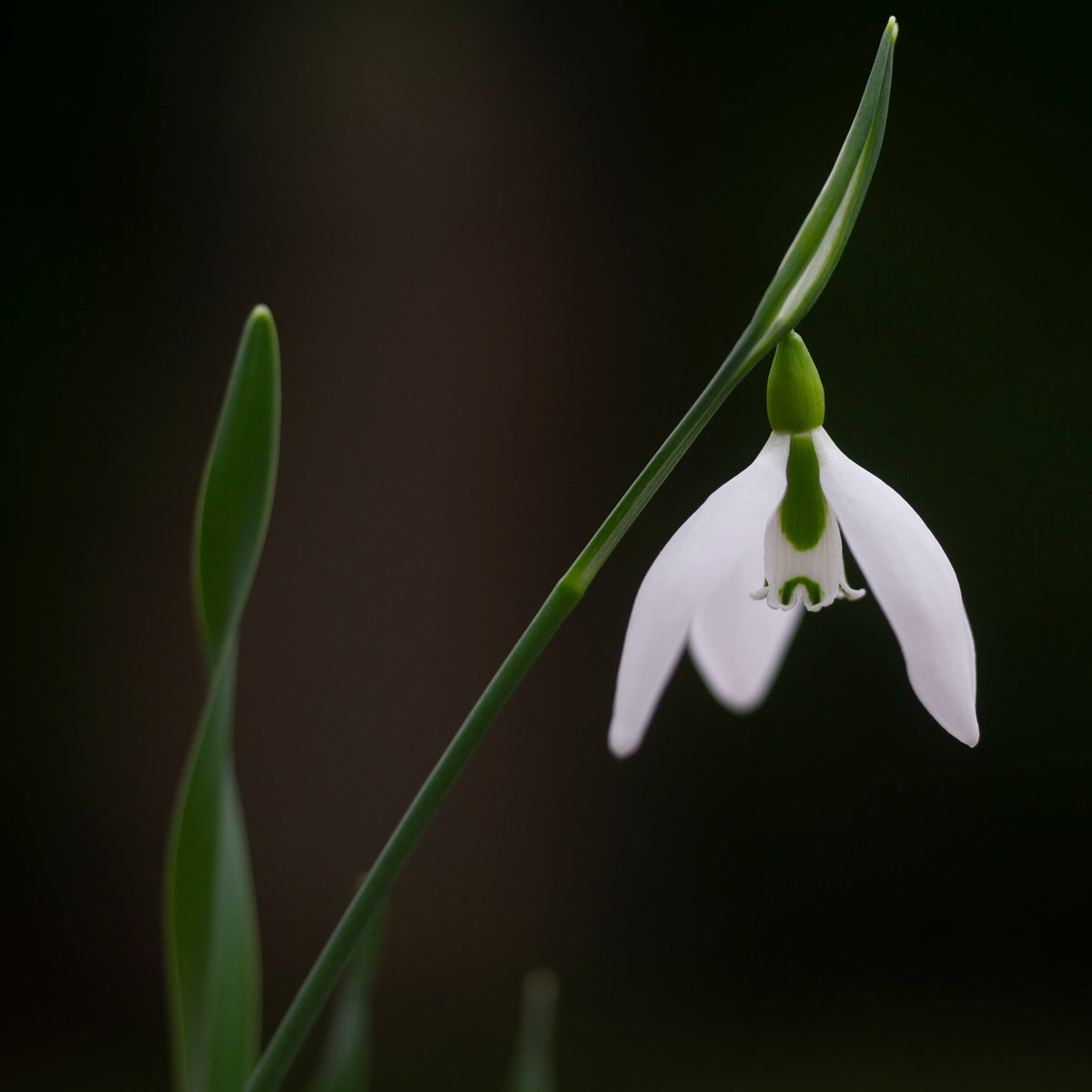 Galanthus gracilis 'Vic Horton' snowdrop flower